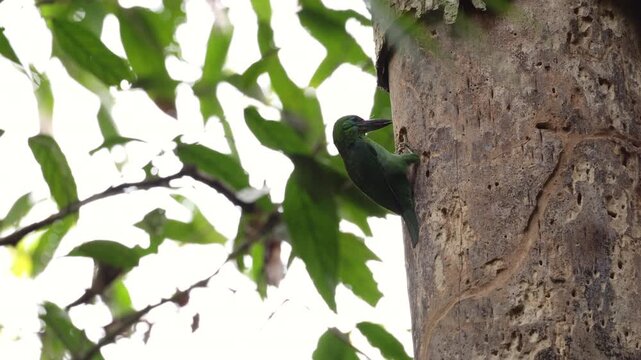 Blue-eared Barbet excavating a nesting cavity in a tree trunk during breeding season, this vibrant tropical bird displays natural nesting behavior in its forest habitat, wildlife, conservation