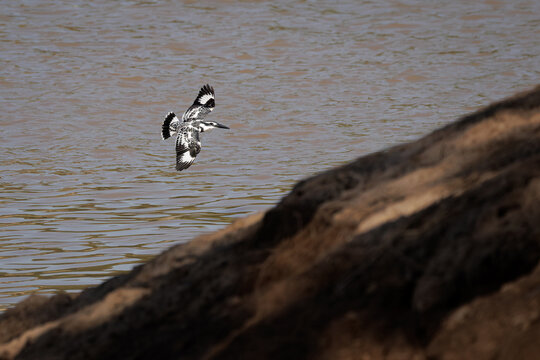 Pied Kingfisher, Ceryle rudis, flying over water in nature, black and white kingfisher with short, bushy crest and glossy dark bill, often hovers over water when seeking prey, bird's nest by riverbank