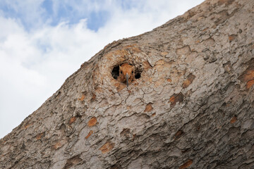 Eurasian hoopoe, Upupa epops, sitting in nest hole on tree trunk in nature, cinnamon coloured bird, a cavity-nesting bird that relies on natural hollows in tree trunks to raise its young, eye contact © happycreator