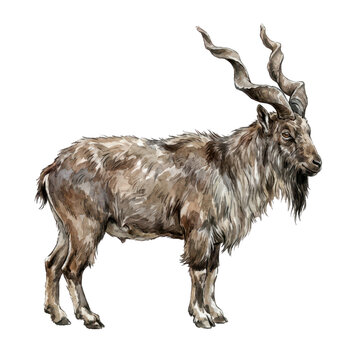 Isolated Markhor, Brown Fur and Curved Horns for Wildlife Illustration