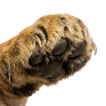 Isolated Bear Paw, Clawed and Detailed for Wildlife Photography