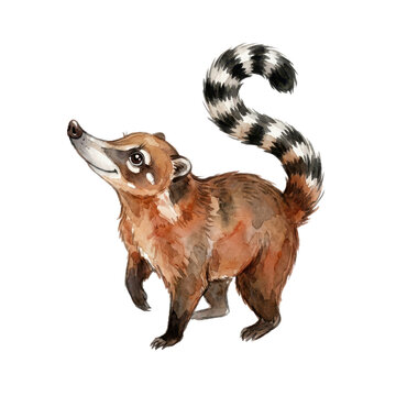 Isolated Coati, Cute and Playful for Animal Illustration