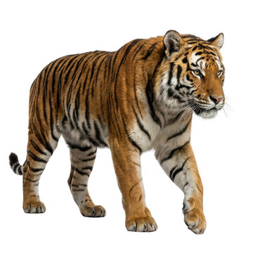 Isolated Tiger, Striped Fur for Wildlife and Animal Photography