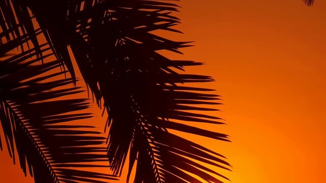 Palm tree silhouettes silhouette against sunset, in beach or tropical location at dusk, with palm trees, sunset, with silhouettes of palm leaves texture, from a fixed wide-angle shot perspective.