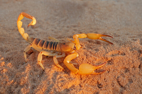 A Kalahari burrowing scorpion (Opistophthalmus wahlbergii), Kalahari desert, South Africa