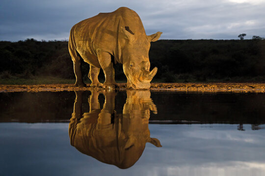 An endangered white rhinoceros (Ceratotherium simum) drinking at a waterhole at dawn, South Africa