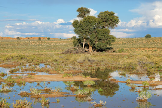 Wet season landscape with tree reflected in a rain pool, Kalahari desert, South Africa