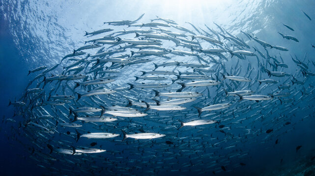 Massive school of barracuda swimming together in crystal clear water of Andaman sea. Barracuda schooling as a cyclone in Similan National Park, Thailand. Marine life predator behavior. World ocean day