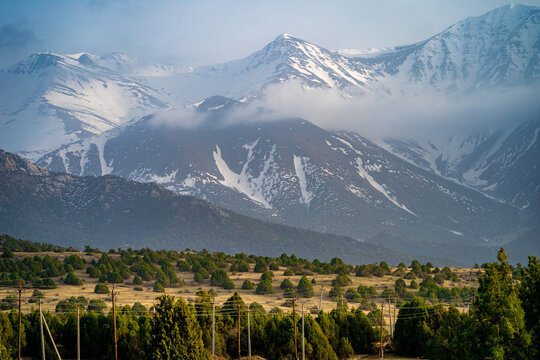 View of the snow-capped peaks of the Zaamin mountains rising above a landscape of juniper trees and rolling hills in Zaamin, Jizzakh Region, Uzbekistan.