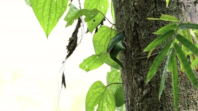 Blue-eared Barbet excavating a nesting cavity in a tree trunk during breeding season, this vibrant tropical bird displays natural nesting behavior in its forest habitat, wildlife, conservation