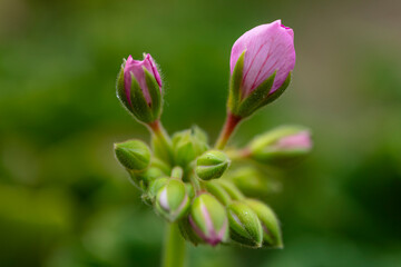 Bourgeons de fleurs de Géranium © Temanu