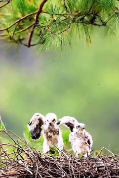 Buzzard chicks fledgling bravely attempt to take flight 