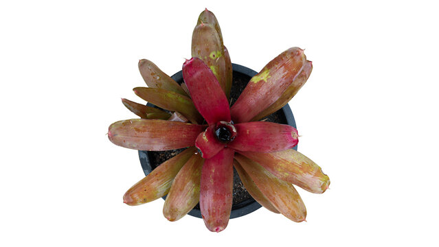 Full top view studio shot of a vibrant bromeliad plant with red and green patterned leaves growing in a black pot. Perfectly isolated against a clean white background.