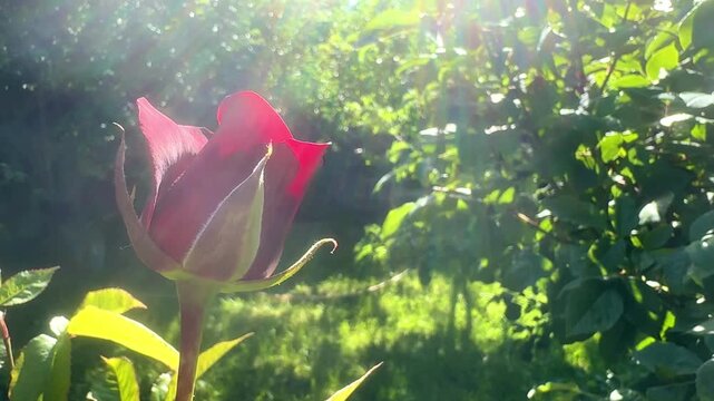 Beautiful red rose on a bush, rose on a sunny day, Valentine's Day or International Women's Day, March 8. High quality