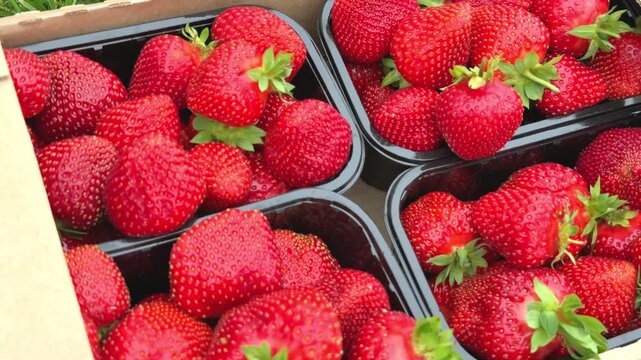 Fresh ripe red strawberries in black plastic containers inside cardboard box on grass outdoors. Summer harvest, fresh produce, healthy food, organic berries