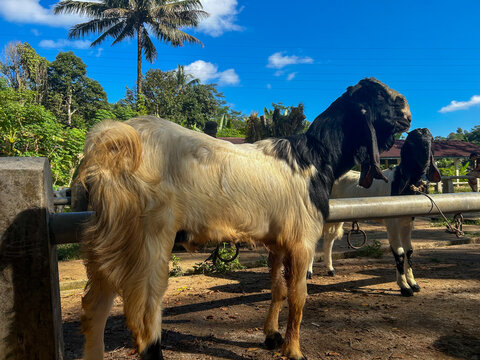 large etawa crossbred goat standing in rural traditional livestock market