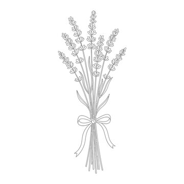 Bouquet of lavender flowers tied.