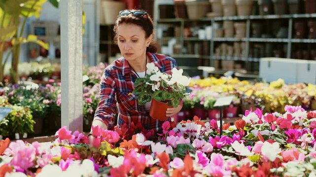 Adult woman buyer chooses cyclamen in pot in flower shop