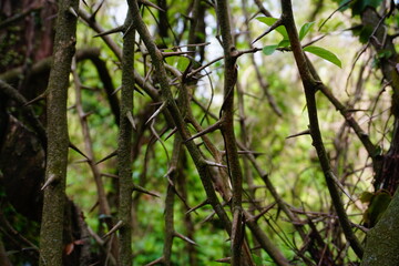Fototapeta premium Close up of sharp thorns on a branch