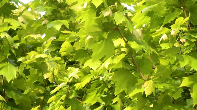 Sunlit Green Plane Tree Leaves Swaying Gently in the Wind