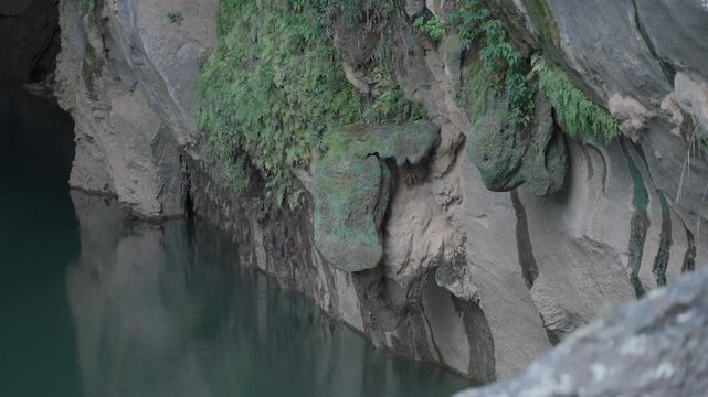 Close-up shot of a rocky cave entrance or wall covered in lush green ferns, moss, and natural vegetation.