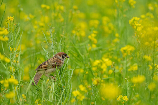 Small Sparrow Perched on Stem Among Yellow Canola Flowers in Spr