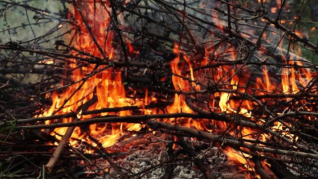 Closeup burning campfire, fire flames on wood logs and tree branches in forest