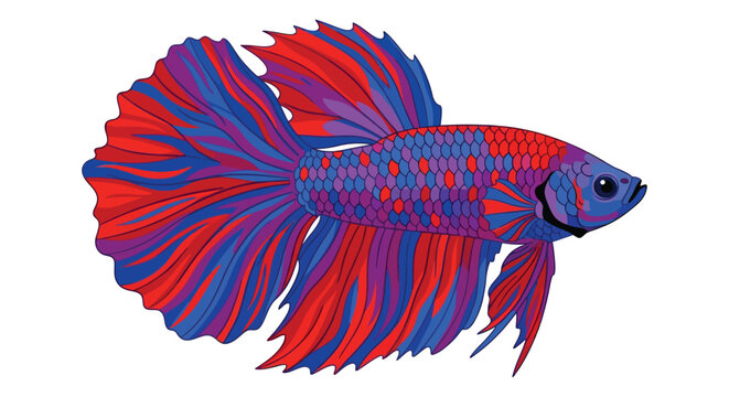 Betta Fish Illustration A Vibrant Vector Graphic With A White Background fighting siamese tropical aquatic animal marine life fauna