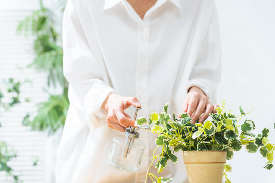 植物にスプレーする女性。ガーデニング、園芸、観葉植物、趣味、水やり、肥料、防虫、お手入れ、インドア