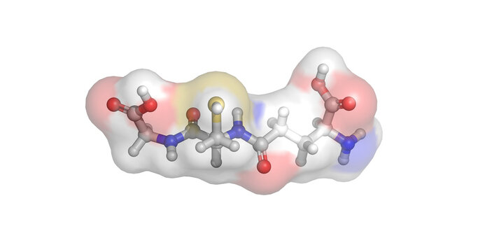 glutathion struktur Glutathione Chemical Structure Royalty-Free Vector It is produced solely in the cytochrome P450 system and actively pumped to mitochondria Glutathion Images Browse 7,886