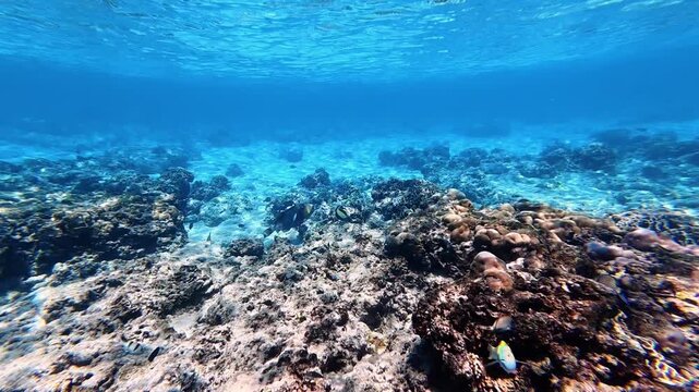 Titan triggerfish swims among rocks and coral in crystal-clear water. Colorful titan triggerfish exploring reef, highlighting tropical marine biodiversity and natural habitat.