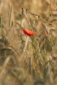 Mohnblume im Feld