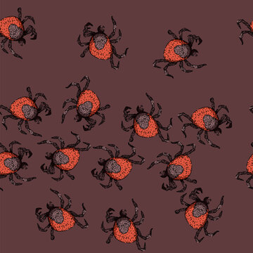pattern lyme tick hand drawn. mite bite, parasite animal, bed bedbug lyme tick vector sketch illustration