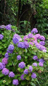【縦動画】雨に濡れた鮮やかな紫陽花と木立のコントラスト 飛鳥の小径の梅雨風景