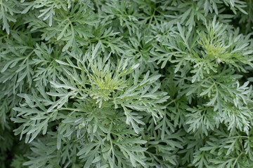 Fototapeta premium Young Artemisia absinthium shoots with silvery green foliage close up