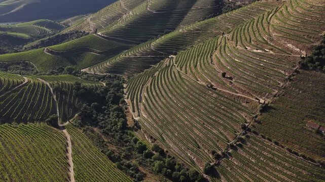 Cinematic Drone Shot of UNESCO Douro Valley Wine Region Steep Slopes