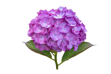 Fototapeta premium Hydrangea macrophylla bloom with purple veined petals isolated transparent png