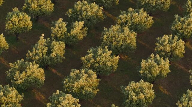 Mediterranean Agricultural Landscape from Above