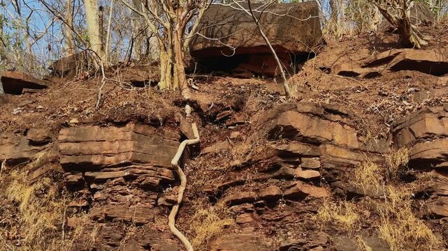 Tilt down shot from a tree growing atop a rocky escarpment revealing an exposed root extending deep down the cliff face showcasing resilience and natural adaptation