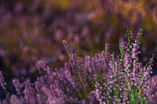 Beautiful green bush of heather with purple flowers