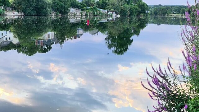 Purple Loosestrife Flowers by Reflective River at Sunset