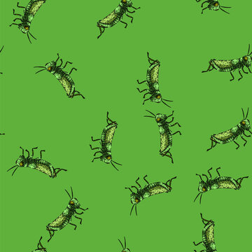 pattern herbivore grasshopper hand drawn. metamorphosis nymph, camouflage swarming, locust chirping herbivore grasshopper vector sketch illustration