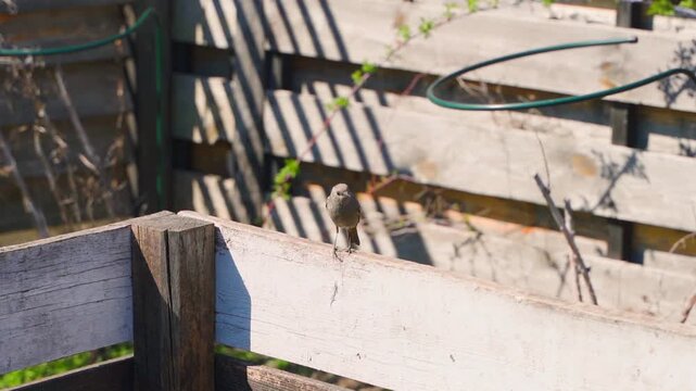 Small bird perched on edge of wooden compost bin in garden 