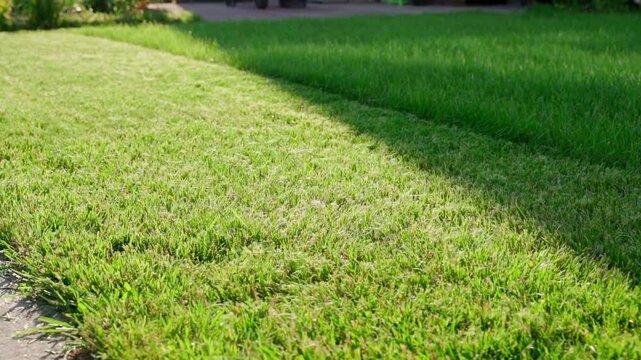 Freshly mowed green lawn showing trimmed and untrimmed grass border in sunlight 