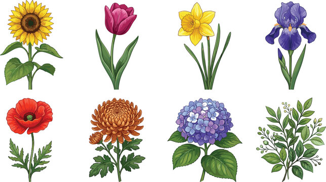 Flowering plant vector illustration bundle featuring sunflower, tulip, daffodil, iris, poppy, chrysanthemum, hydrangea, and leafy stem