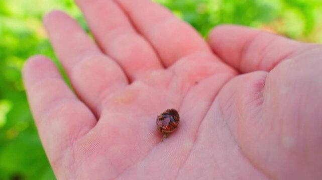Colorado potato beetle on human palm close-up in garden 