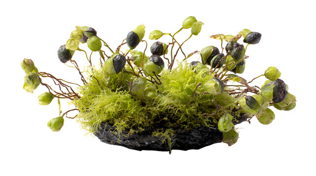 Moss gametophyte cluster on rock with green and purple sporophytes isolated on white background