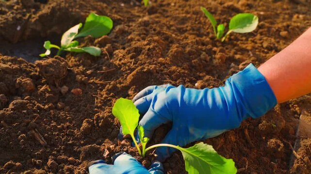 Female hands in blue rubber gloves planting white cabbage seedlings in garden bed in slow motion 