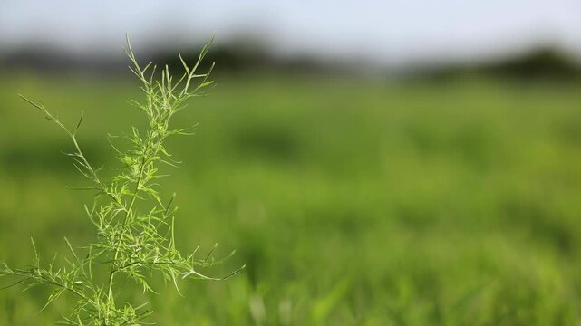 serene grassy field with a cloudy sky in a natural outdoor setting, static wide-angle shot, nature landscape, green and blue, commercial background, editorial design resource, modern visual.