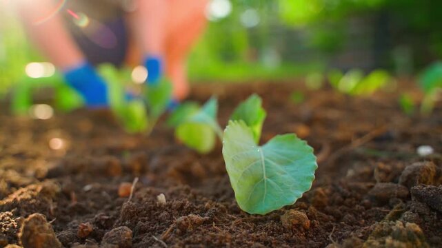 Cabbage seedling planted in soil with gardener in blue gloves working in background 